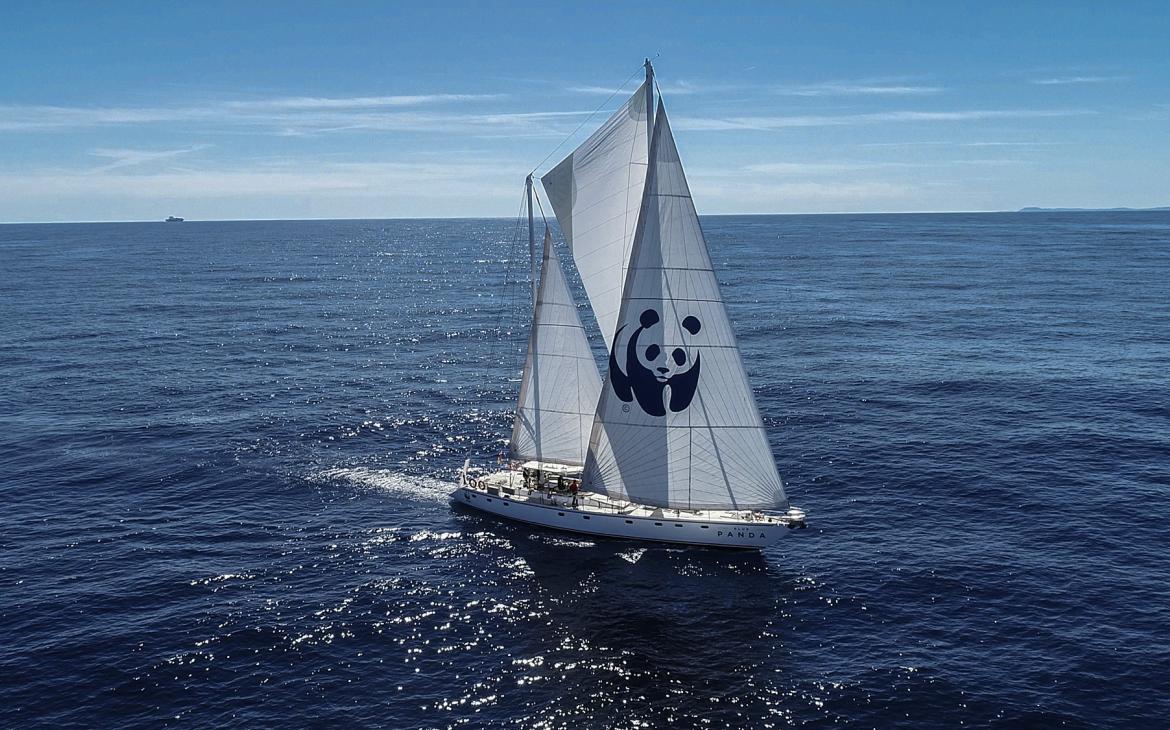 Blue Panda -  Voilier