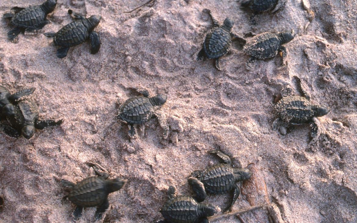 Olive ridley turtle (Lepidochelys olivacea), Guyane française