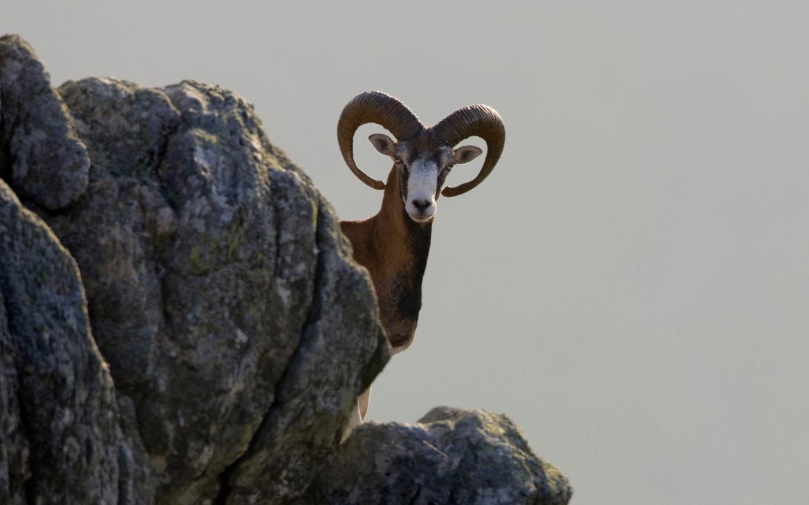 Mouflon