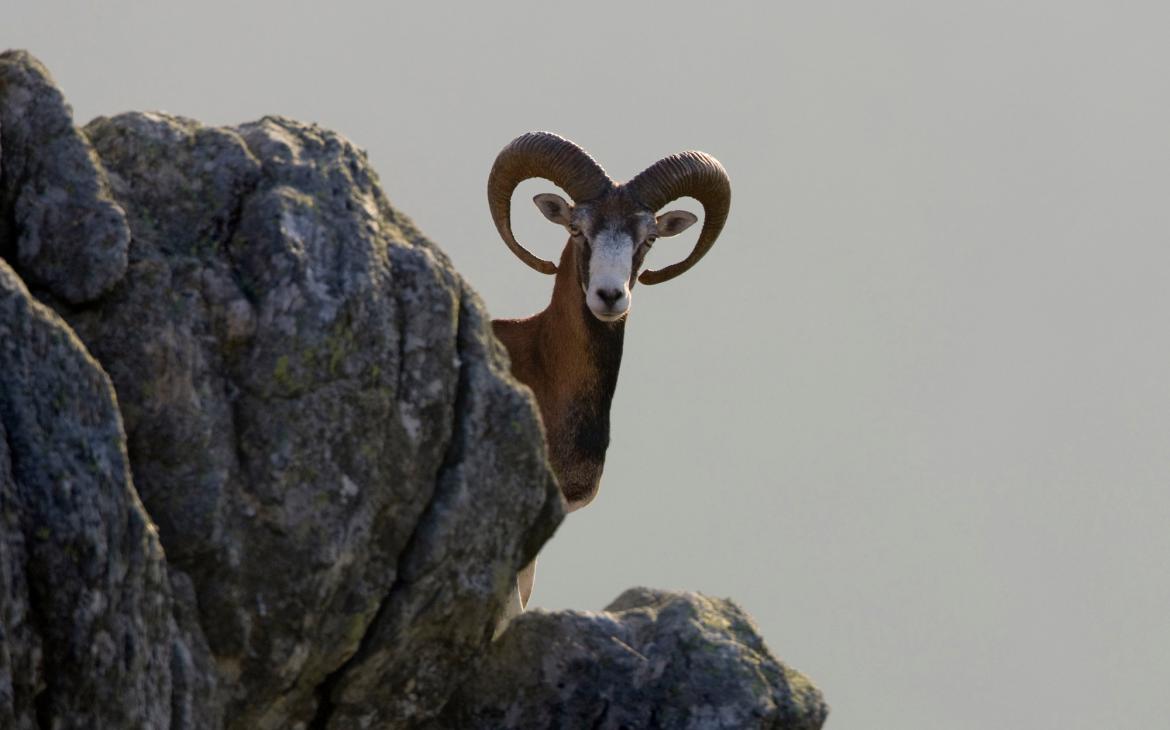 Mouflon 