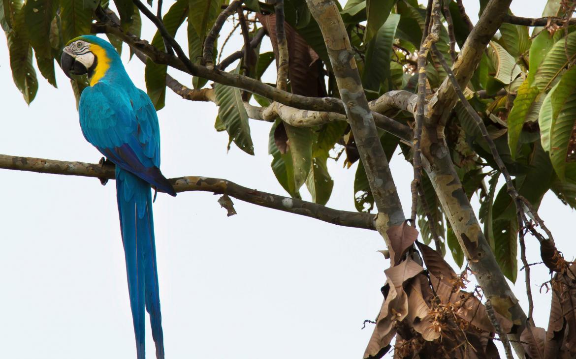Blue-and-yellow macaw, Ara ararauna, in the Pacaya Samira Reserve in the Peruvian Amazon.