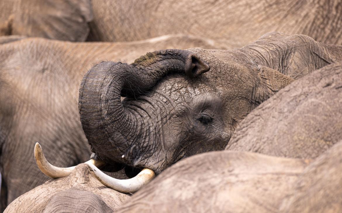 éléphant d'Afrique