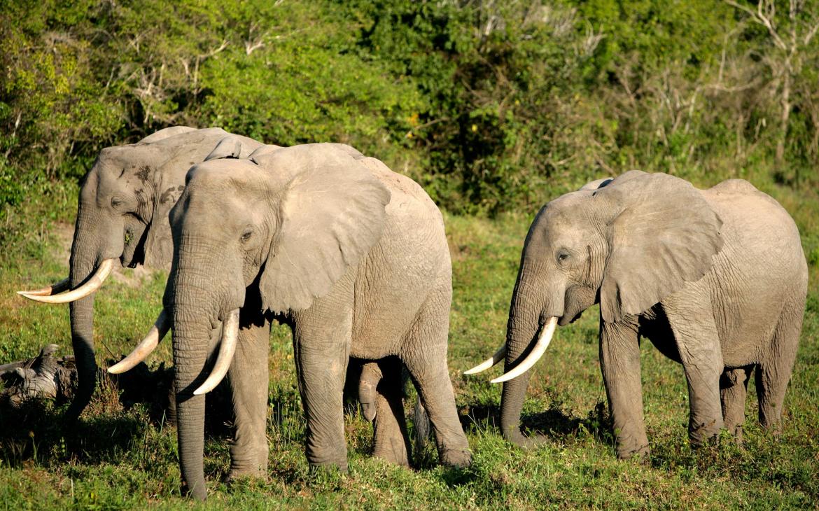 trois éléphants d'Afrique