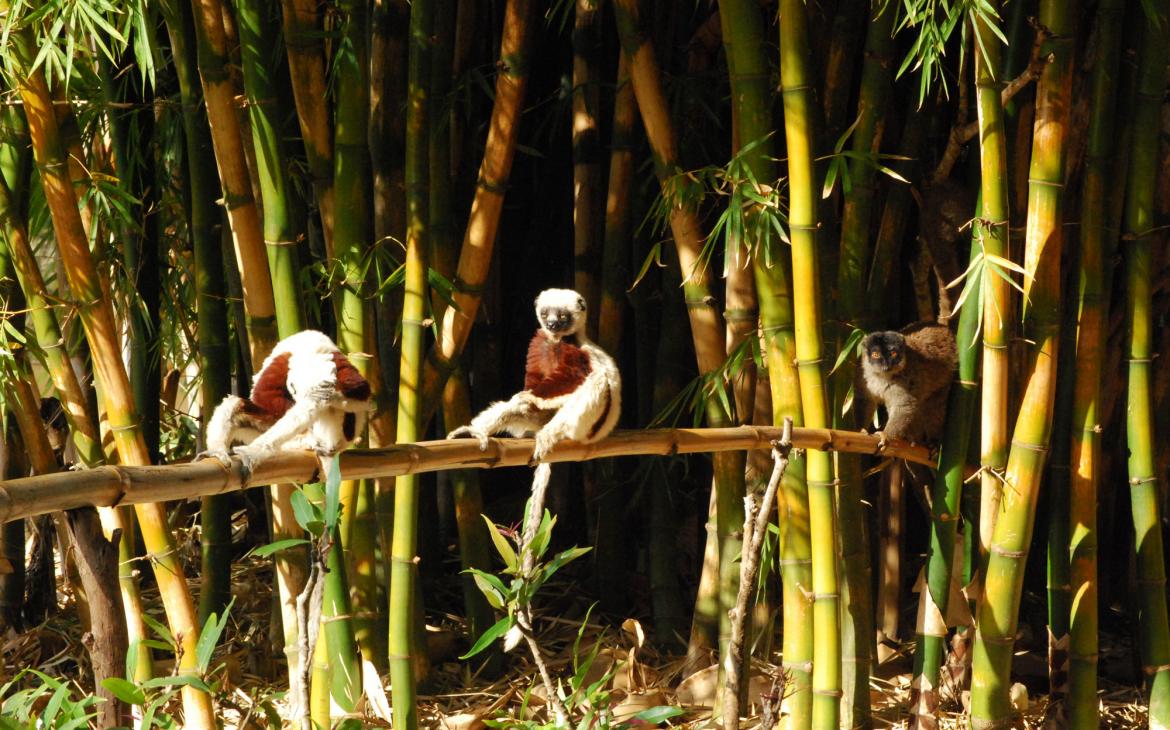 Propithèques soyeux - Parc Madagascar