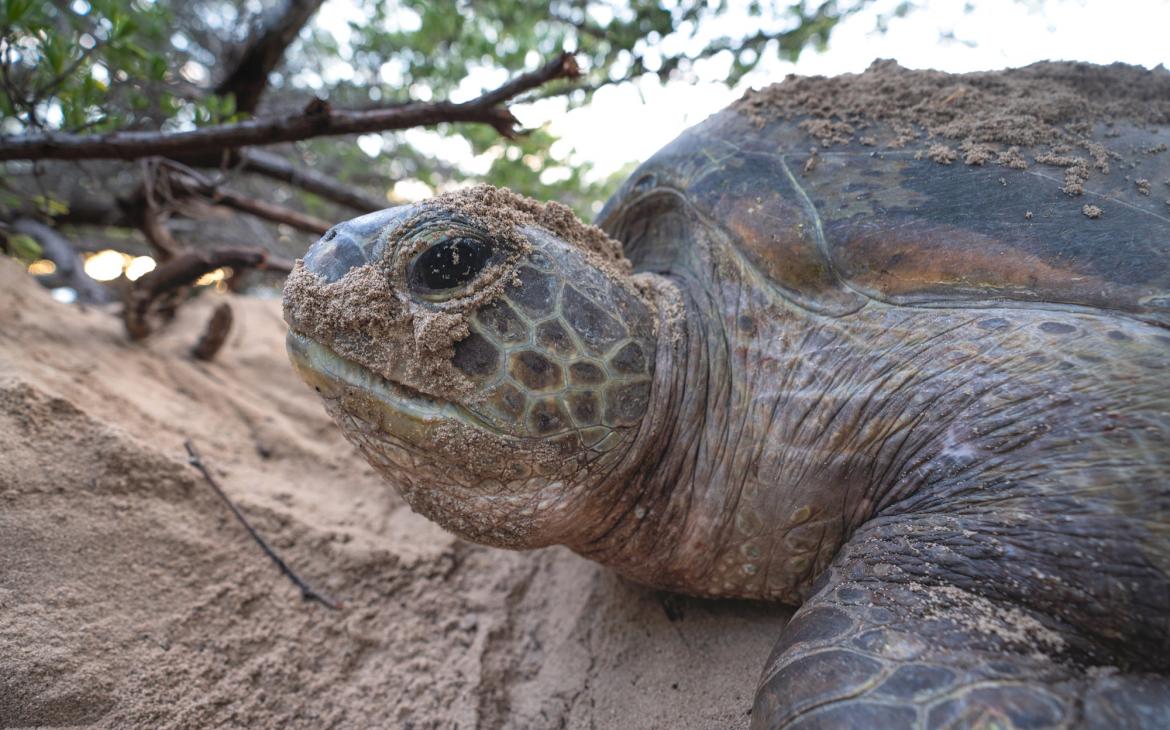 Tortue verte Nouvelle-Calédonie