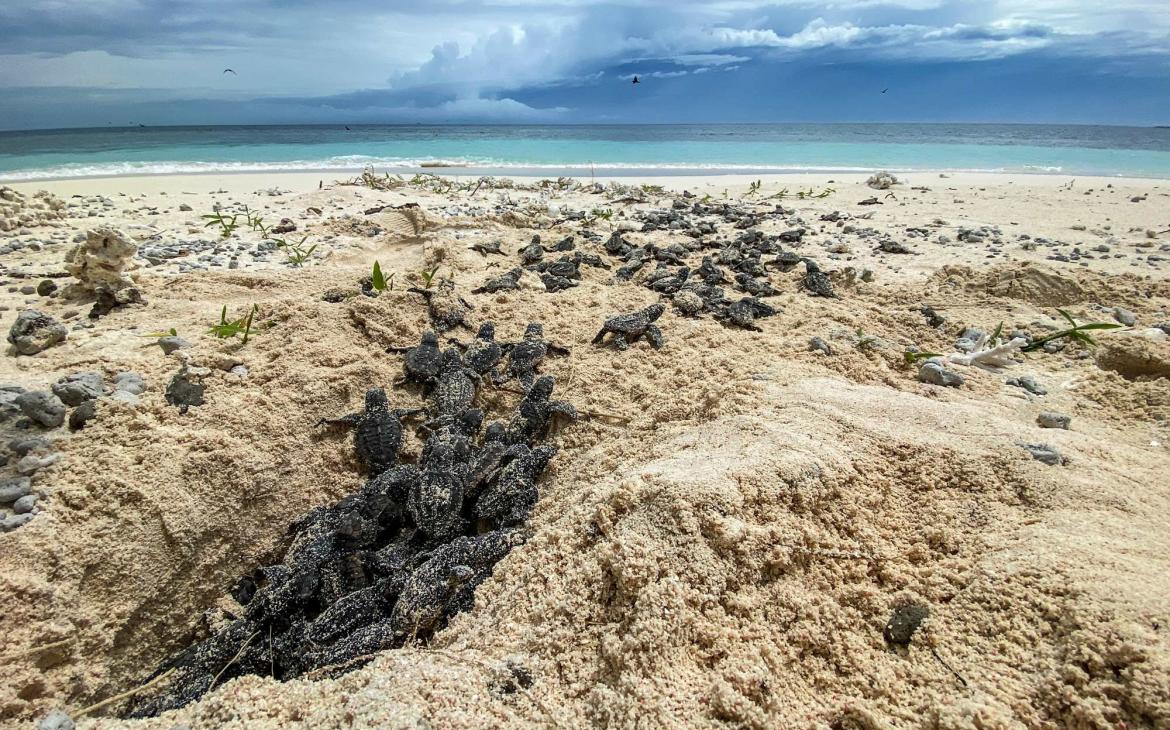 bébés tortues