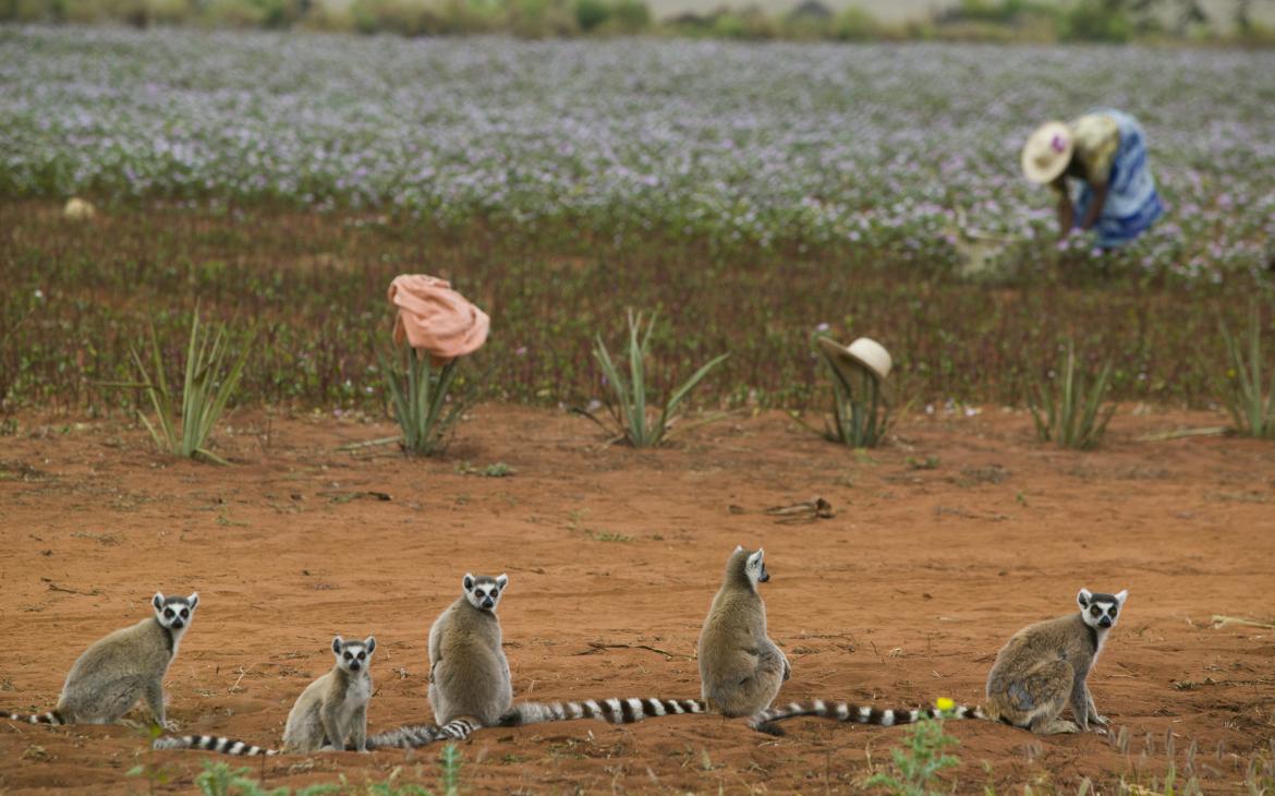 lémuriens en file indienne