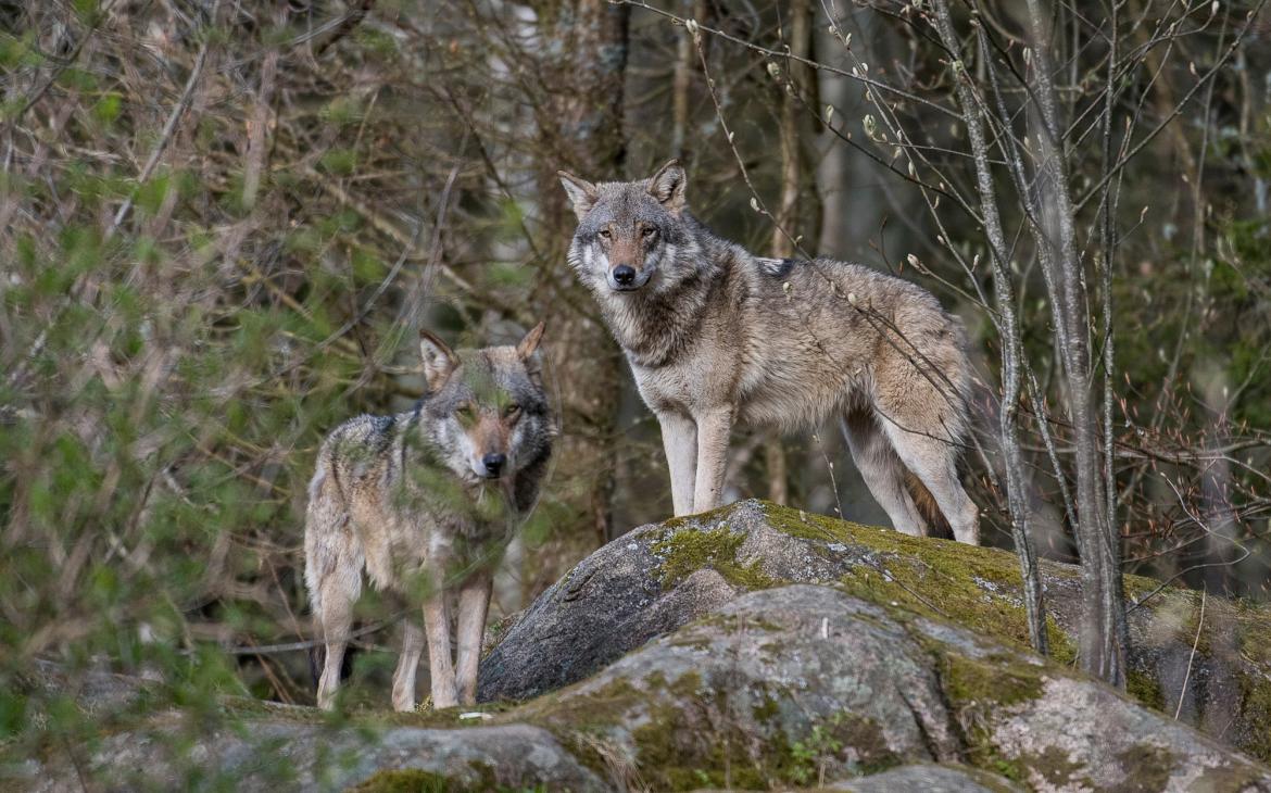 loups d'europe