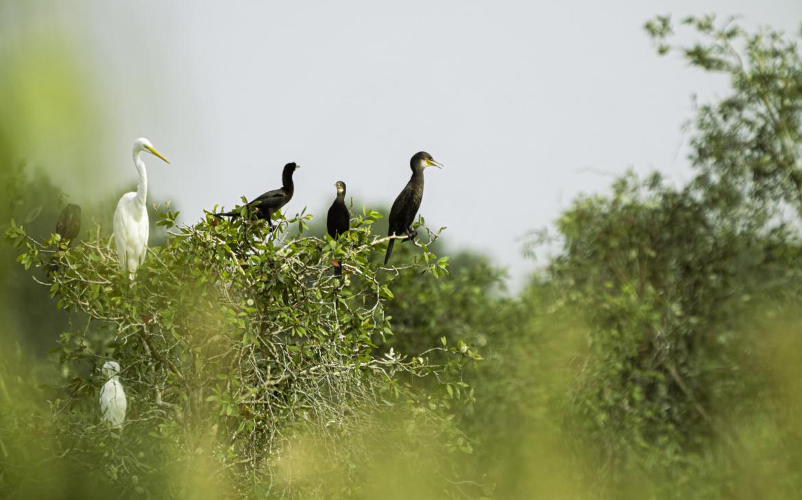 oiseaux mékong