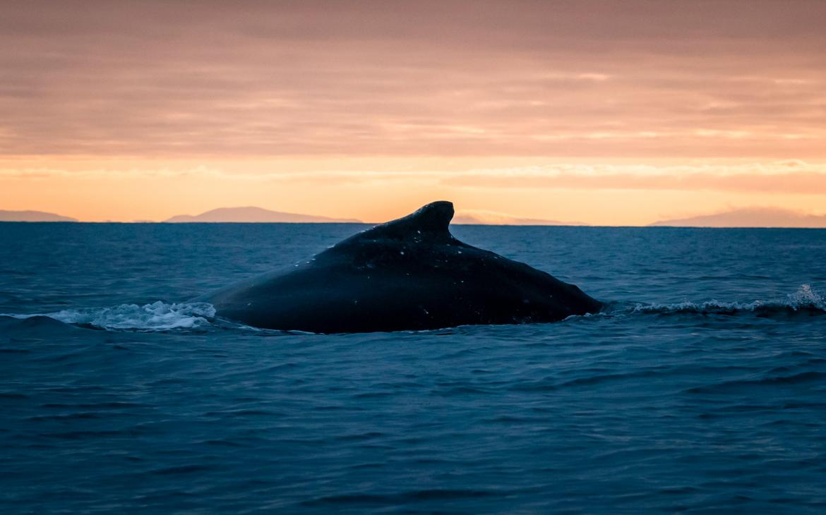 Baleine à bosses au large de l'île de Guafo, Chili