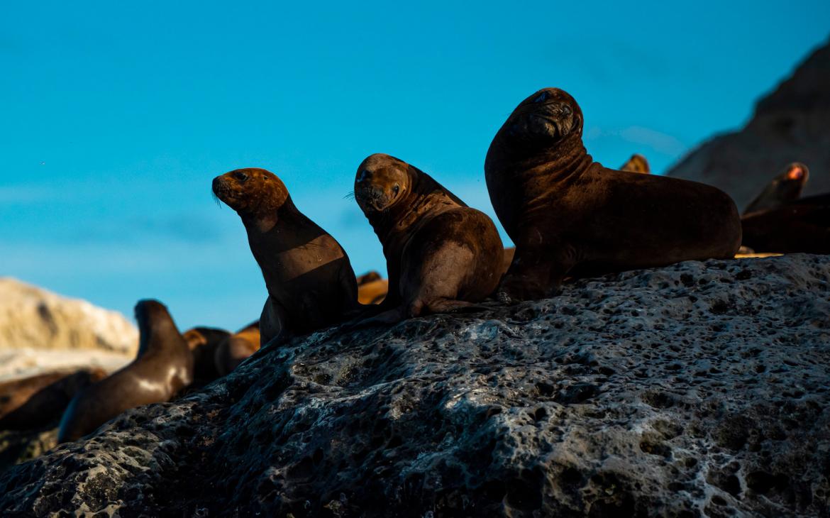 Otaires sur leur rocher, île de Guafo