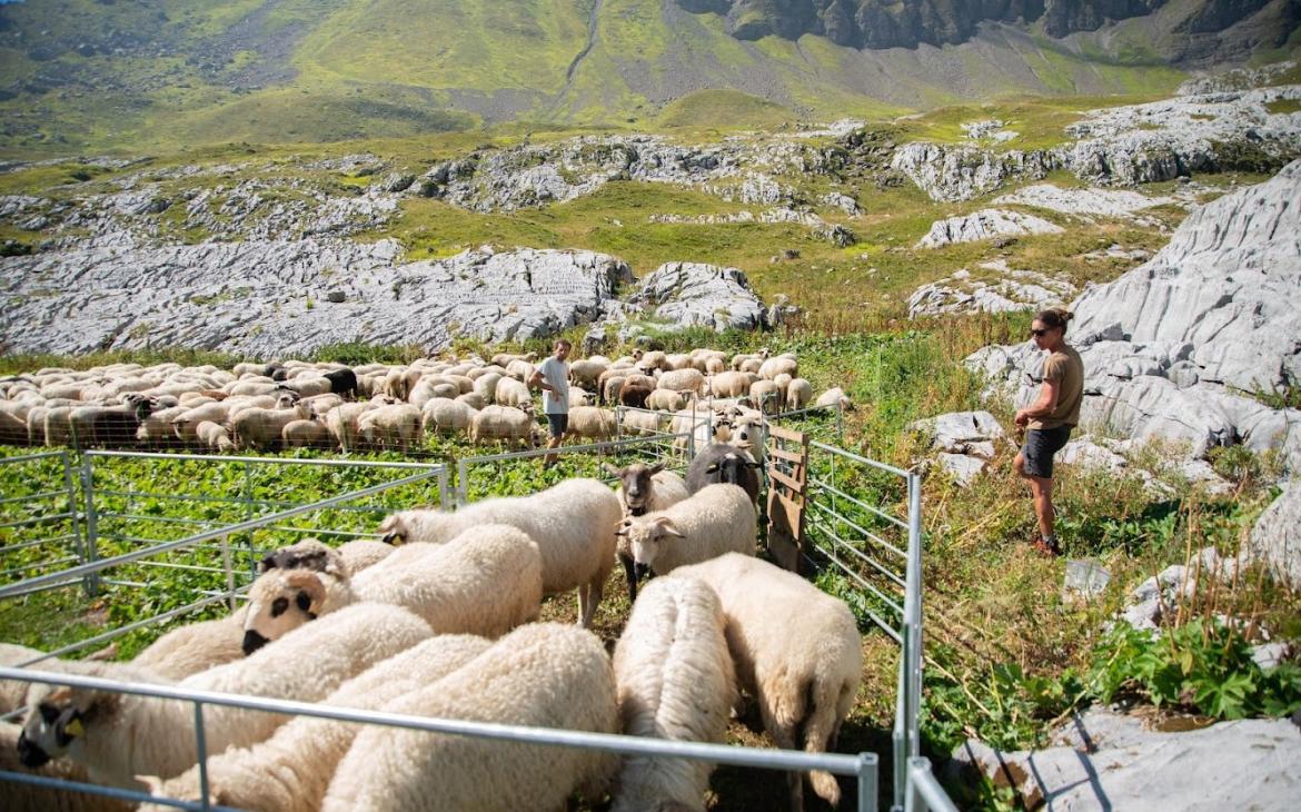 eleveurs de moutons