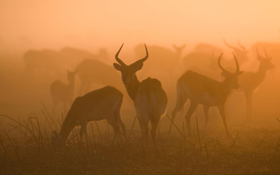 Lechwe Noir Zambie WWF