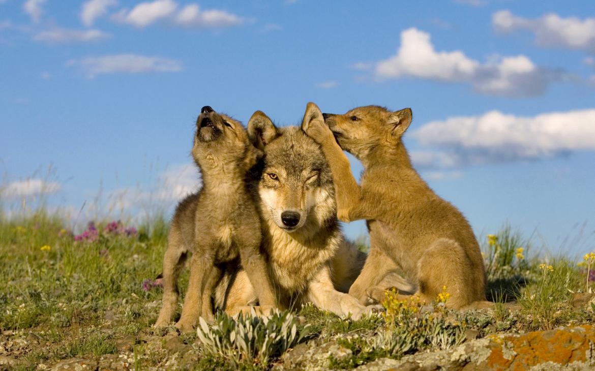 Loup-europeen-et-louveteaux-WWF