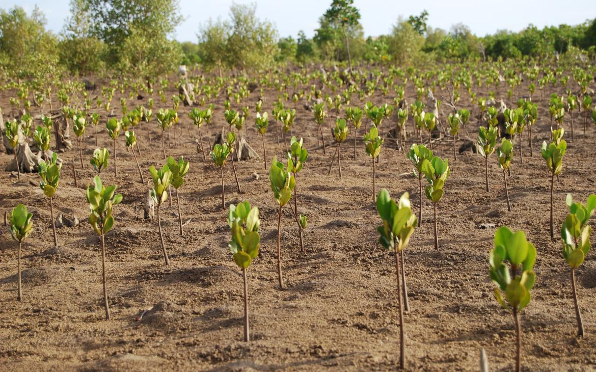 Plantations-de-mangroves