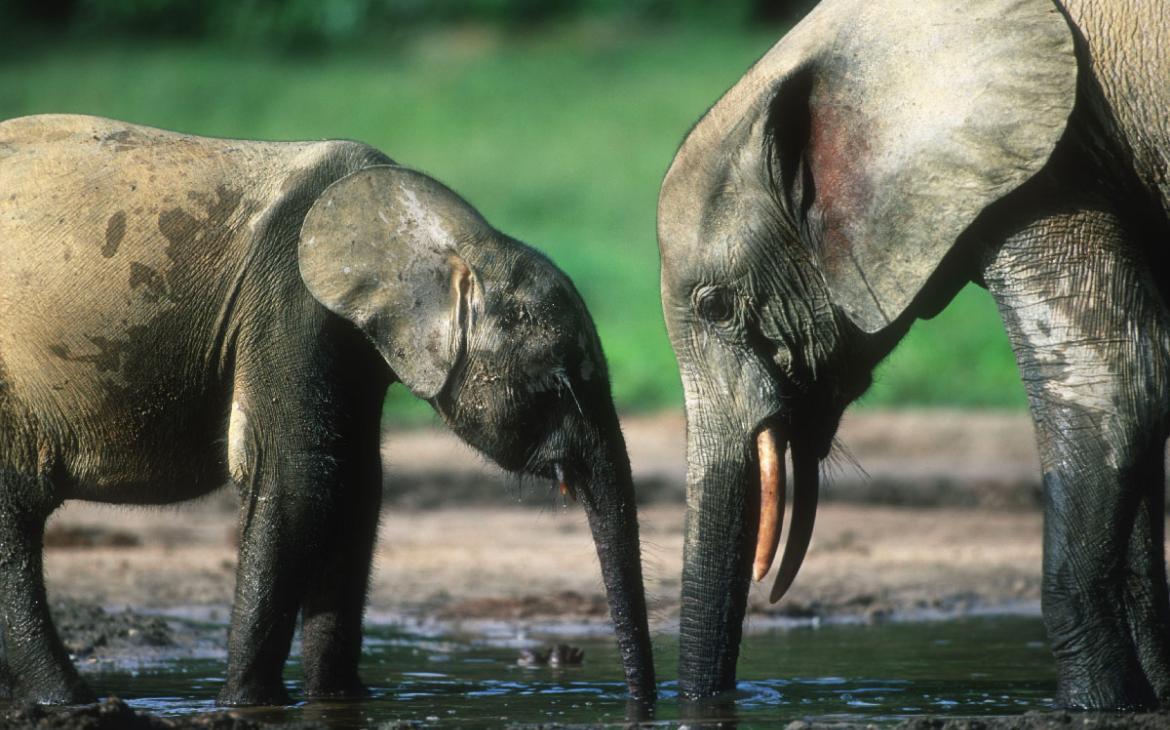Élephants-des-forets-Congo