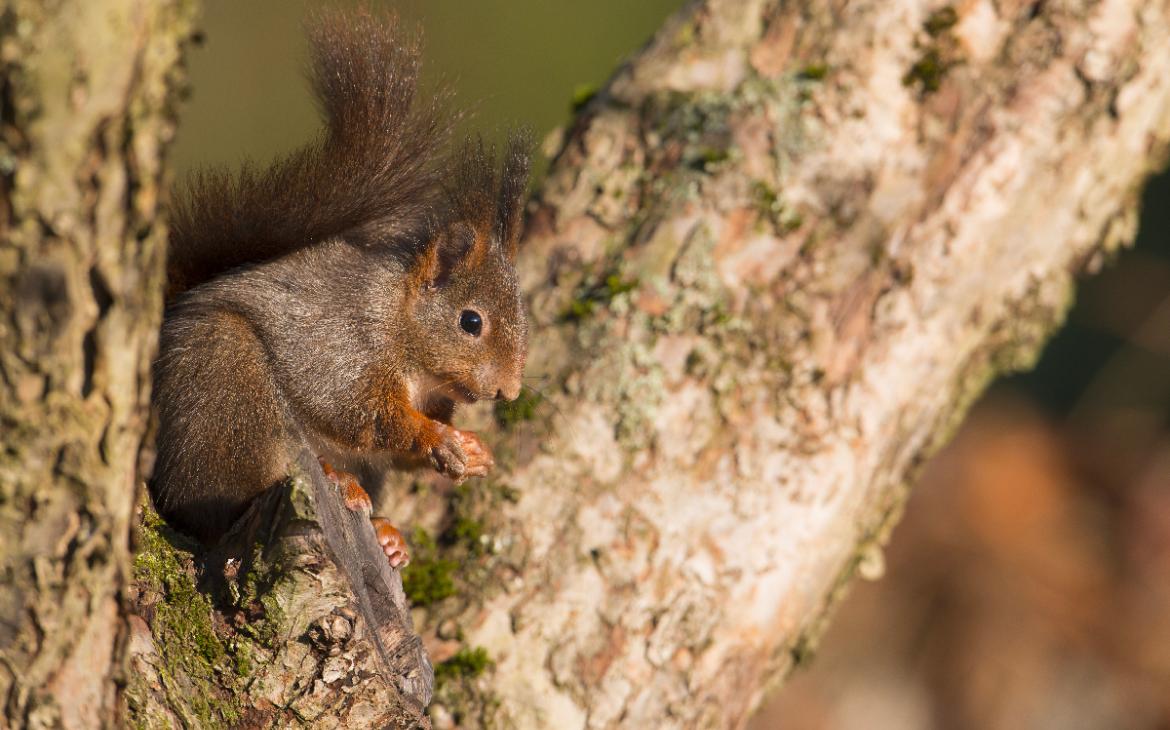 Écureuil sur un arbre 