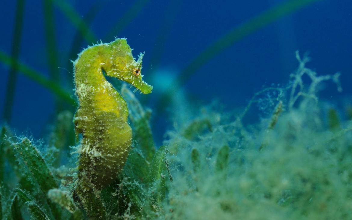 Hippocampe en Méditerranée
