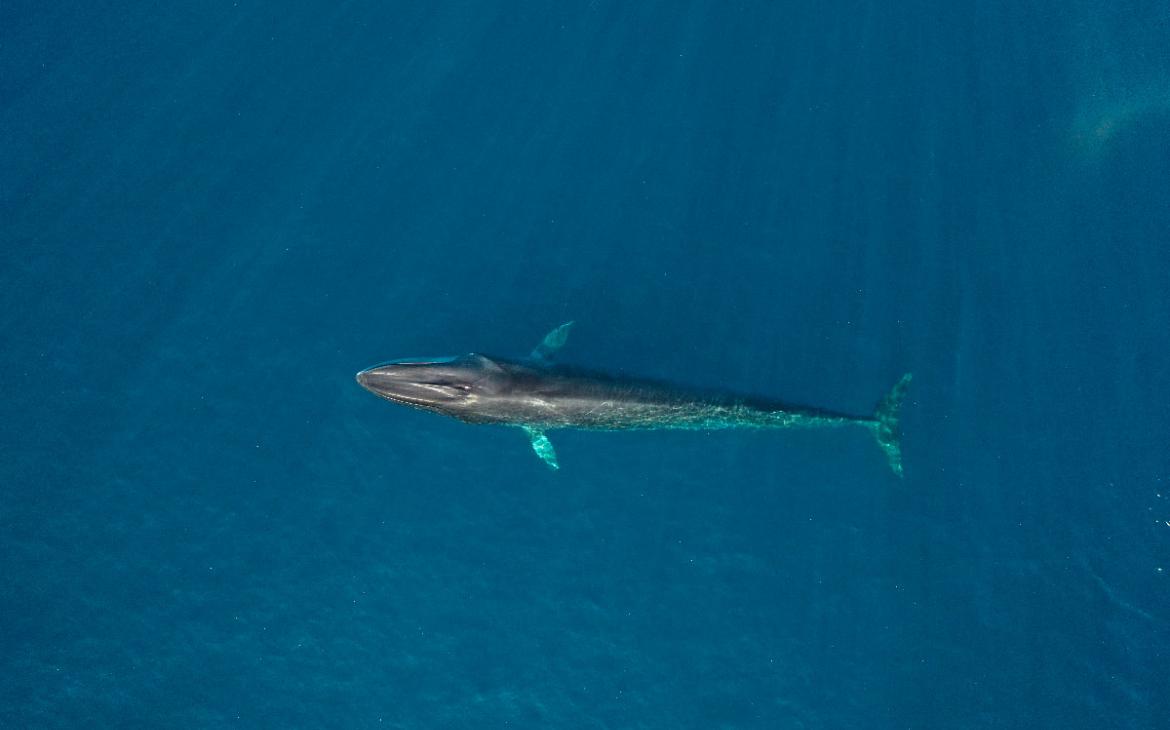 Baleine fine qui nage