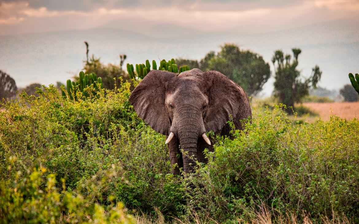 Éléphant en Tanzanie
