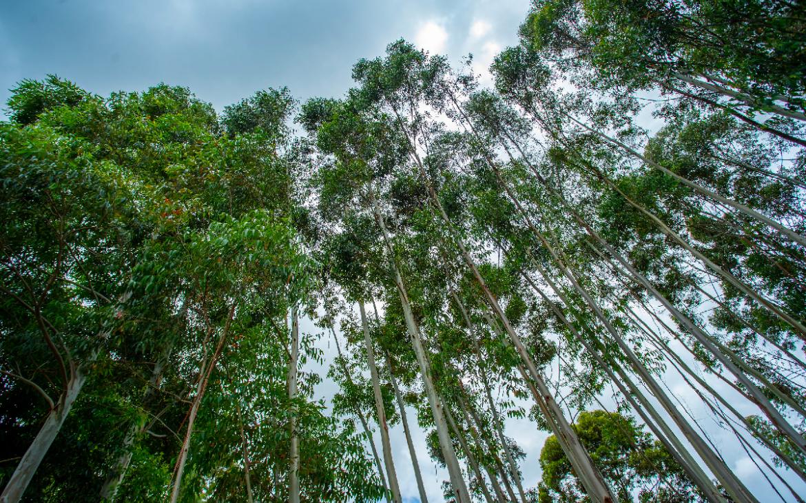 Forêt en Tanzanie