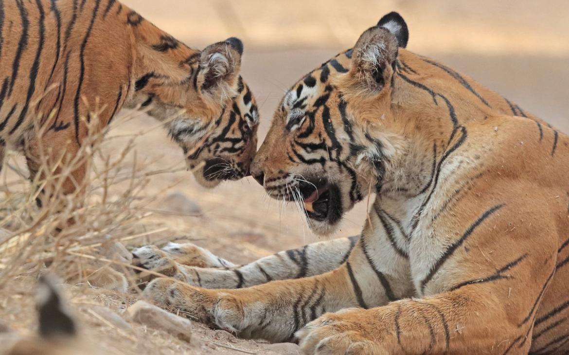 Tête-à-tête-tigres