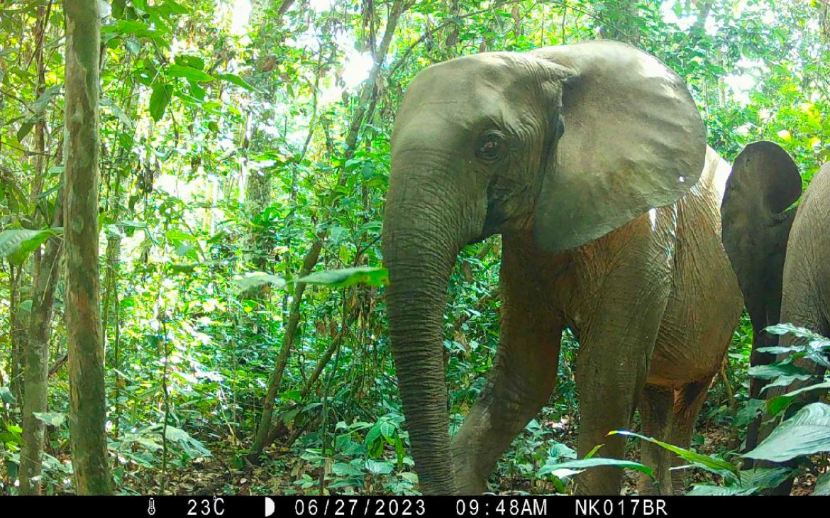 Camera trap éléphant