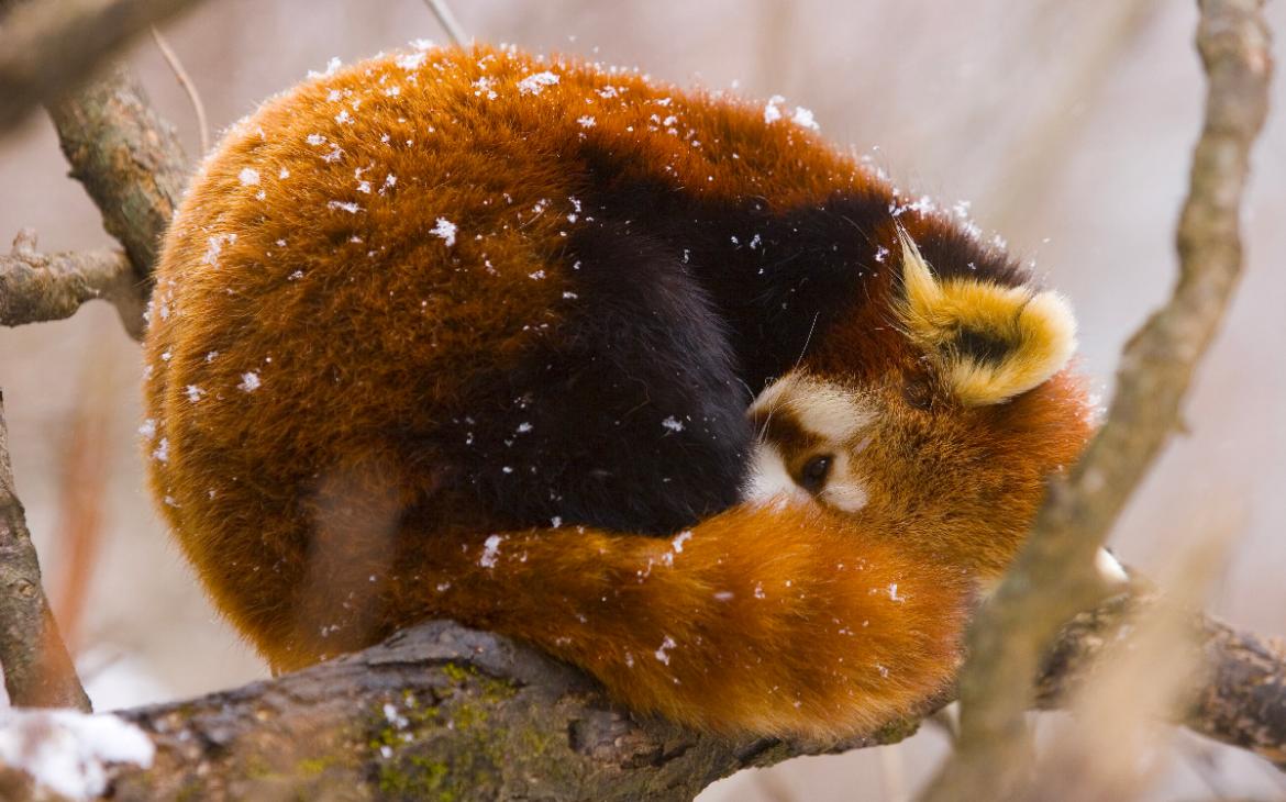 panda roux
