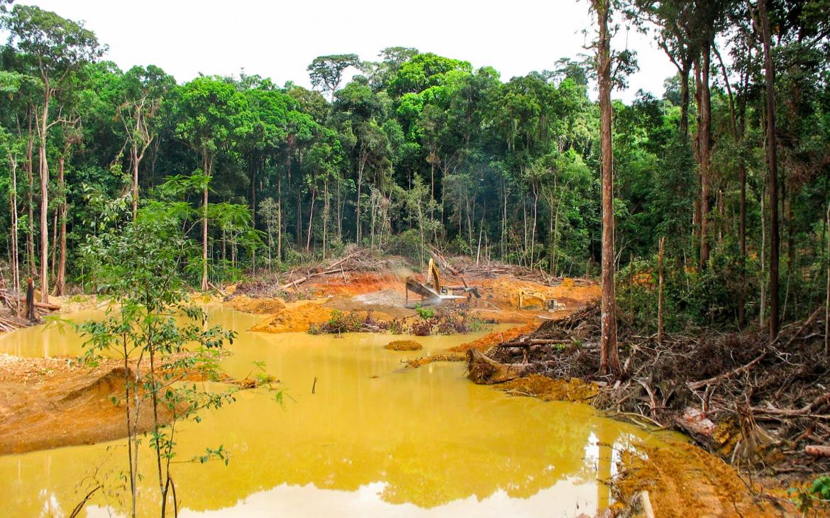 Déforestation massive - forêt ravagée
