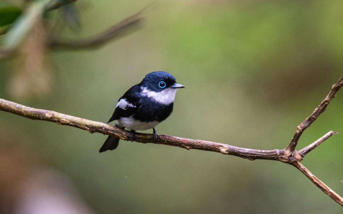 Bias de Ward (Pseudobias wardi), une espèce endémique de Madagascar