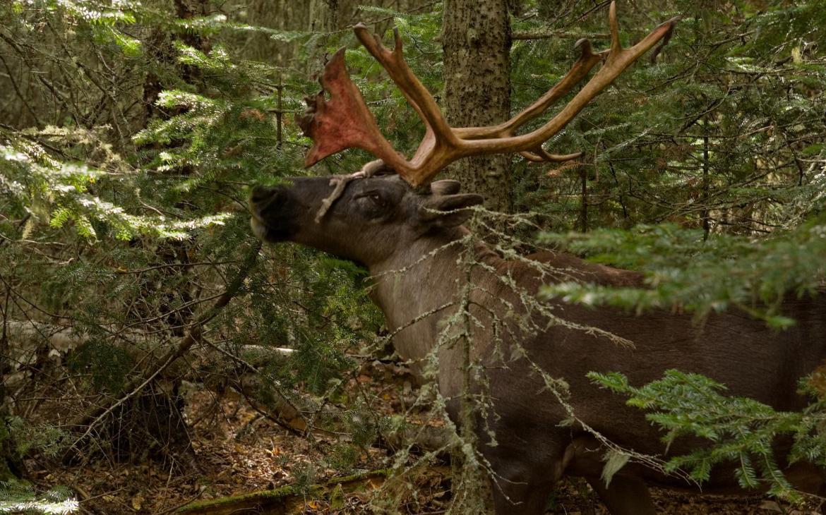 Caribou des bois en forêt