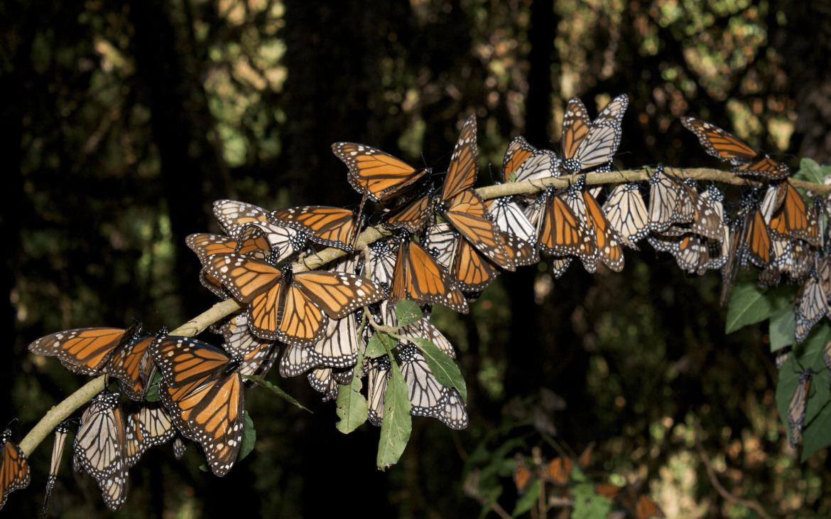 Papillons monarques dans la réserve de biosphère du monarque, au Mexique