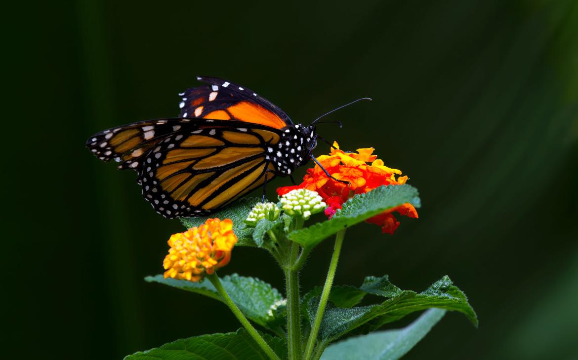 Papillon monarque (Danaus plexippus), jardins de la cascade de La Paz, Costa Rica