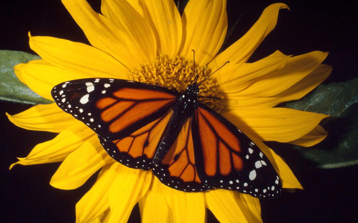 Papillon monarque Danaus plexippus sur une fleur dans la réserve de Mindo-Nambillo à l'ouest de l'Équateur