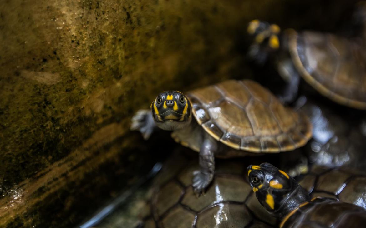 Tortues de l'Amazone à Tâches Jaune. Dans la réserve naturelle de La Pedregoza, bébés tortues sauvés des chasseurs.