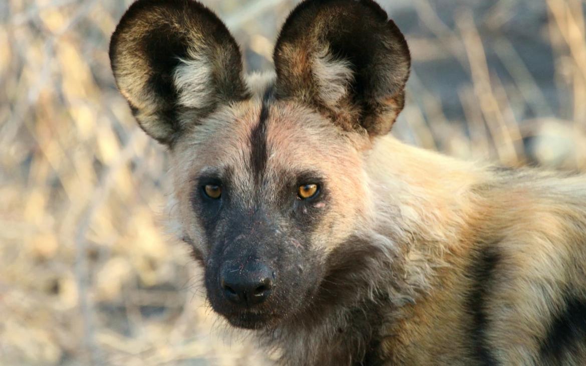 Chien sauvage d'Afrique (Lycaon pictus), Delta de l'Okavango. Botswana