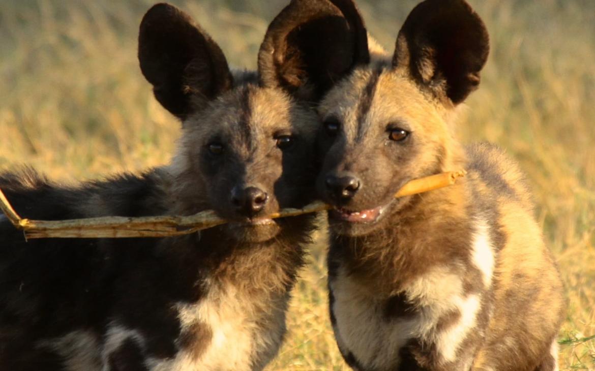 Chiens sauvages d'Afrique (Lycaon pictus) près du delta de l'Okavango, BotswanaWW267324