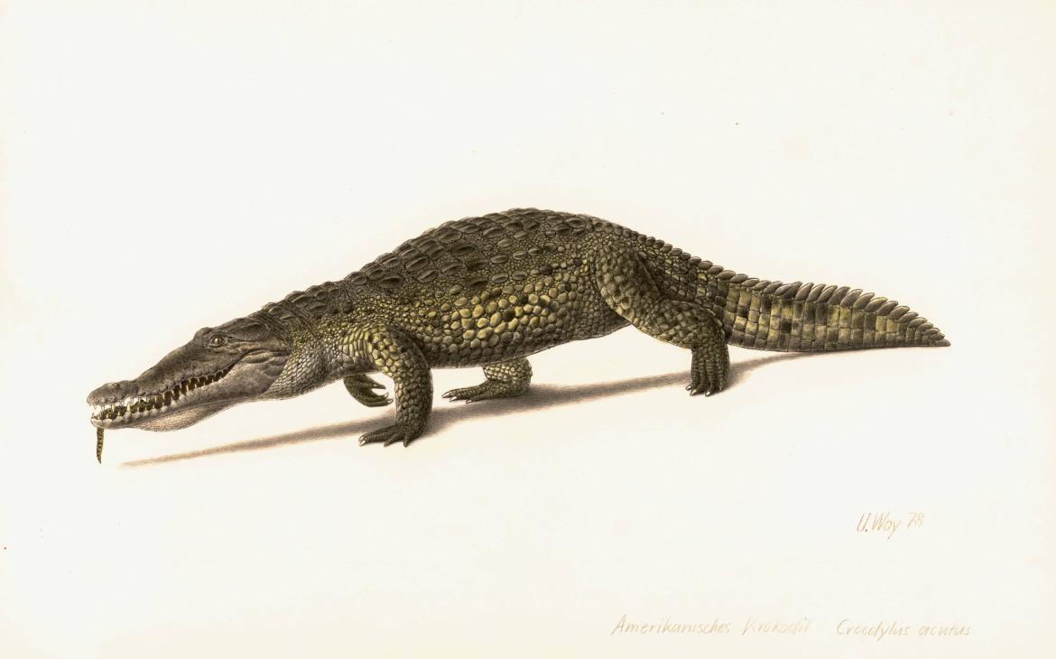 Crocodile américain (Crocodylus acutus) Dessin