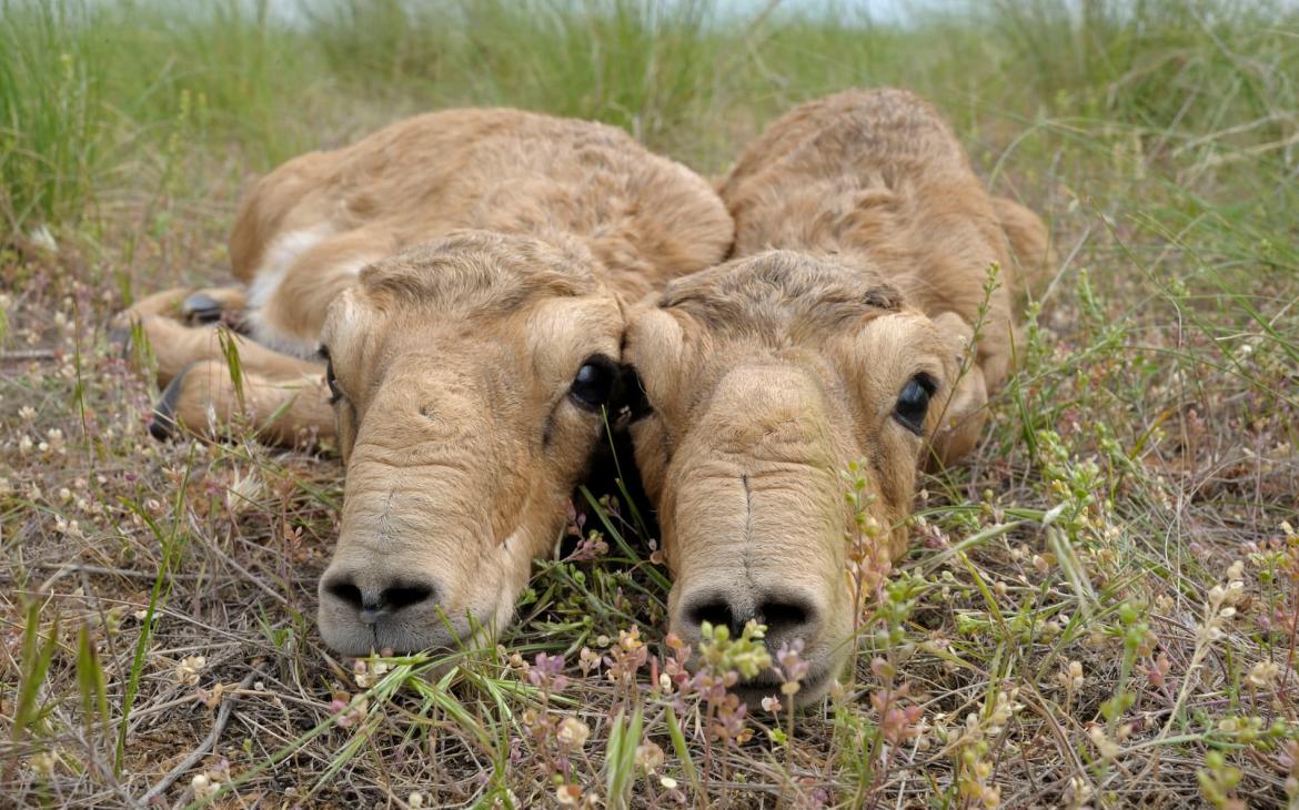 Deux nouveau-nés antilopes saïgas (Saiga tatarica) couchés sur le sol.