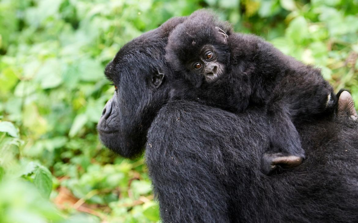 Gorille de montagne femelle (Gorilla beringei beringei) portant son bébé sur le dos, membre du groupe Kabirizi, Parc national des Virunga, Nord-Kivu, République démocratique du Congo, Afrique