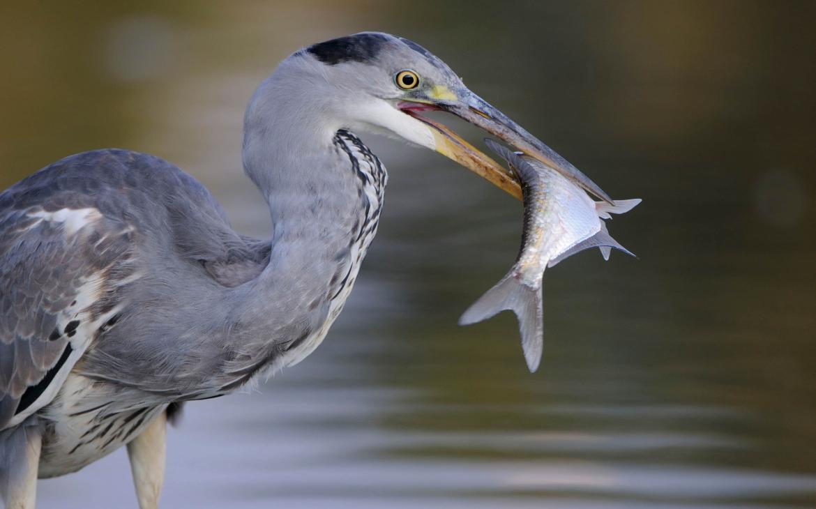 Héron cendré (Ardea cinerea) avec un poisson dans le bec