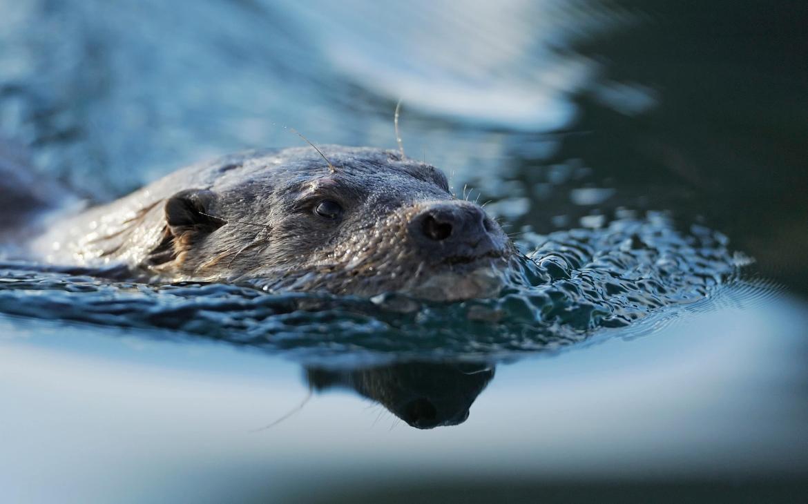 Loutre de rivière européenne (Lutra lutra)