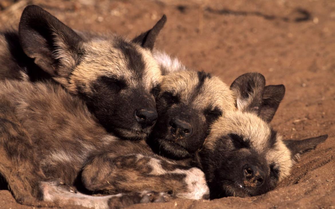 Lycaon chiots - Afrique