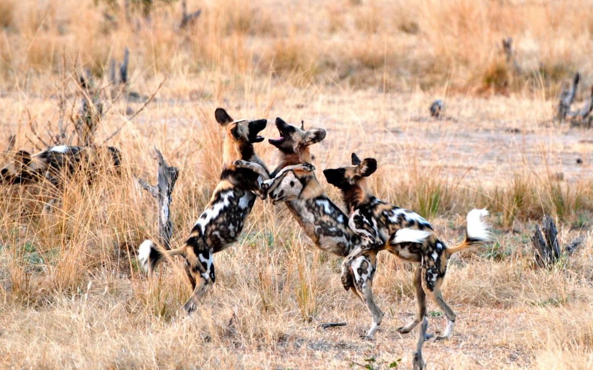 Lycaons (Lycaon pictus) jouant, parc national de South Luangwa, Zambie.
