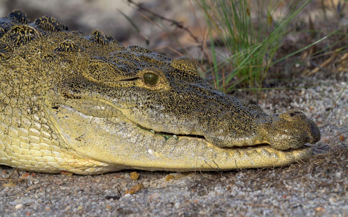 Savannah, une femelle crocodile de Morelet sauvé par l'association Crocodile Research Coalition