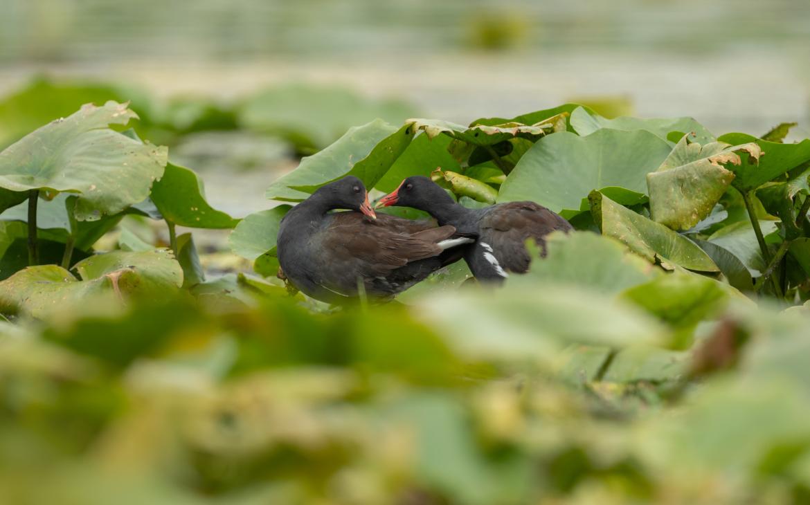 Un couple de poules d'eau communes (Gallinula galeata)