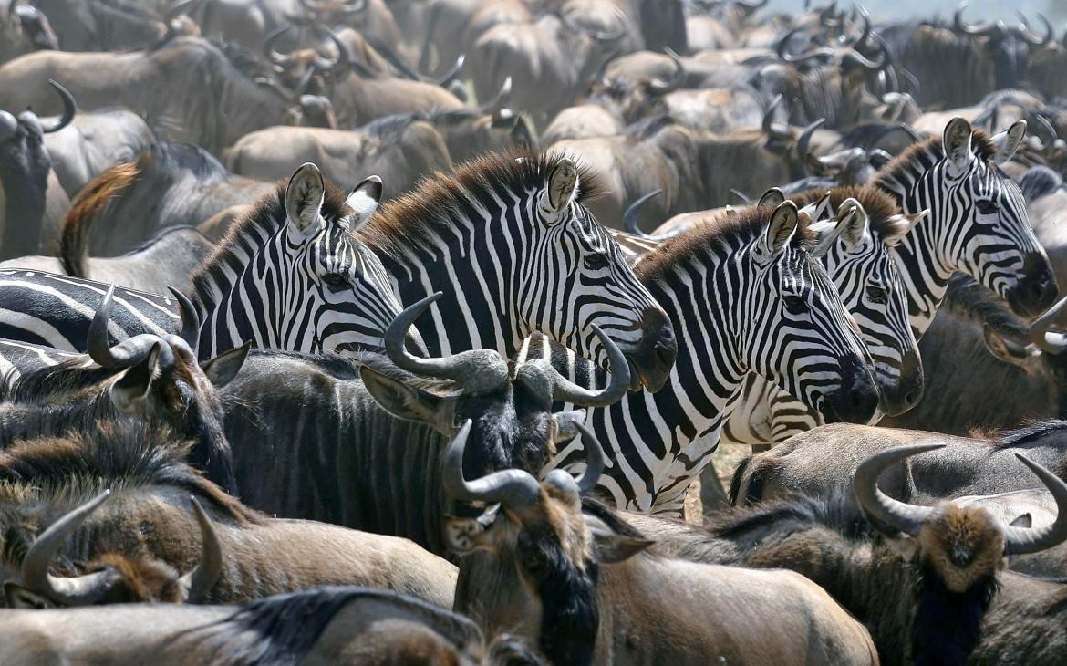 Gnous et zèbres, Serengeti, Tanzanie, Afrique