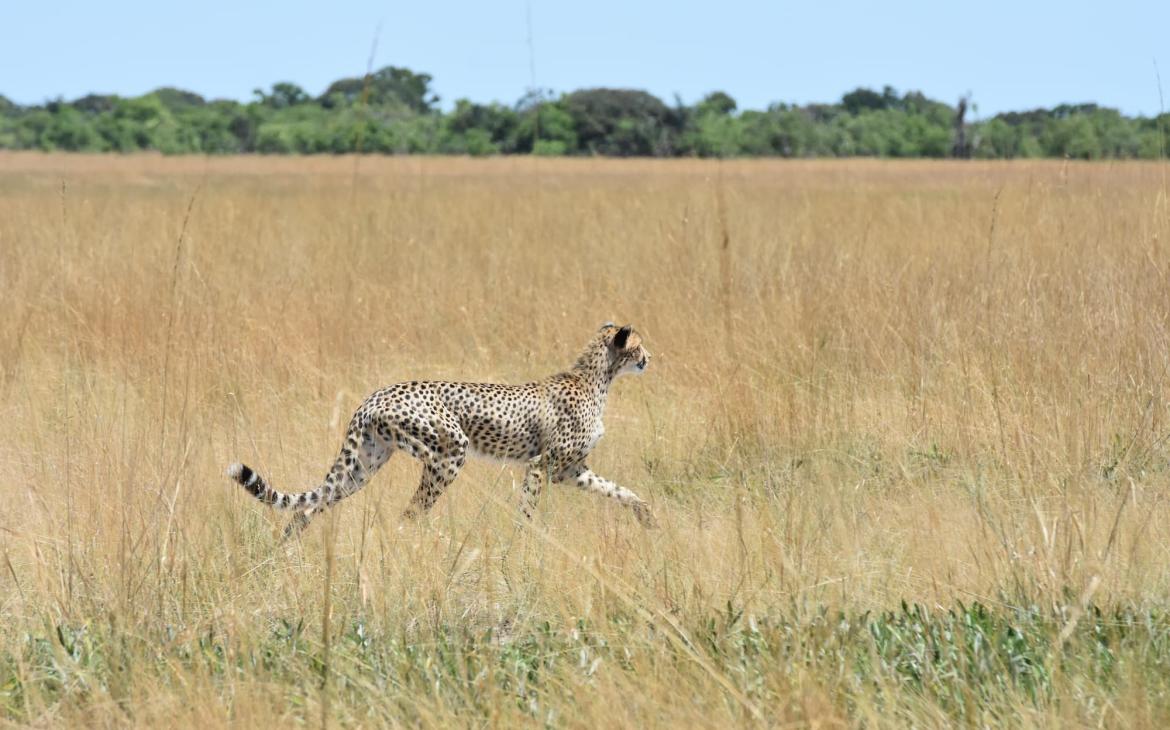 Guépard (Acinonyx jubatus) en chasse dans le parc national des plaines de Liuwa, en Zambie.