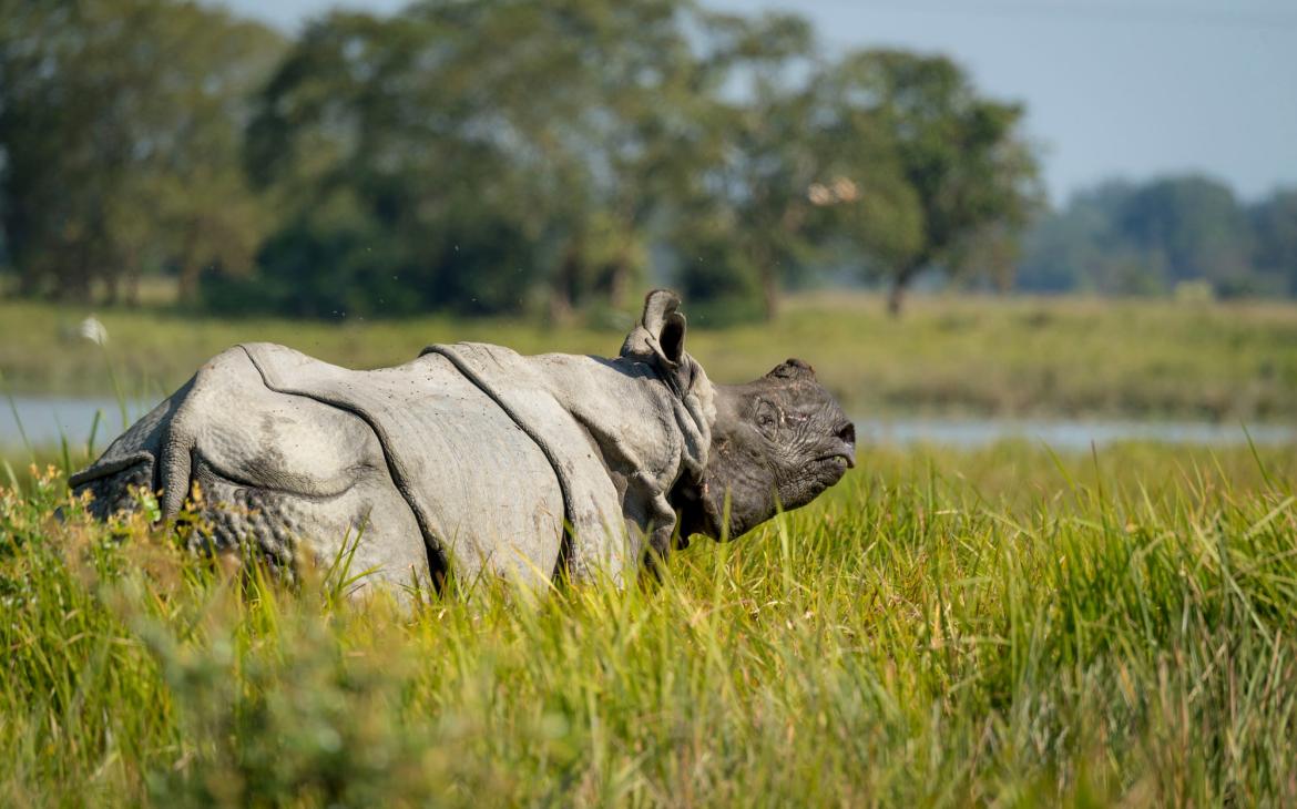Rhinocéros d'Asie (Rhinoceros unicornis) près de l'eau.