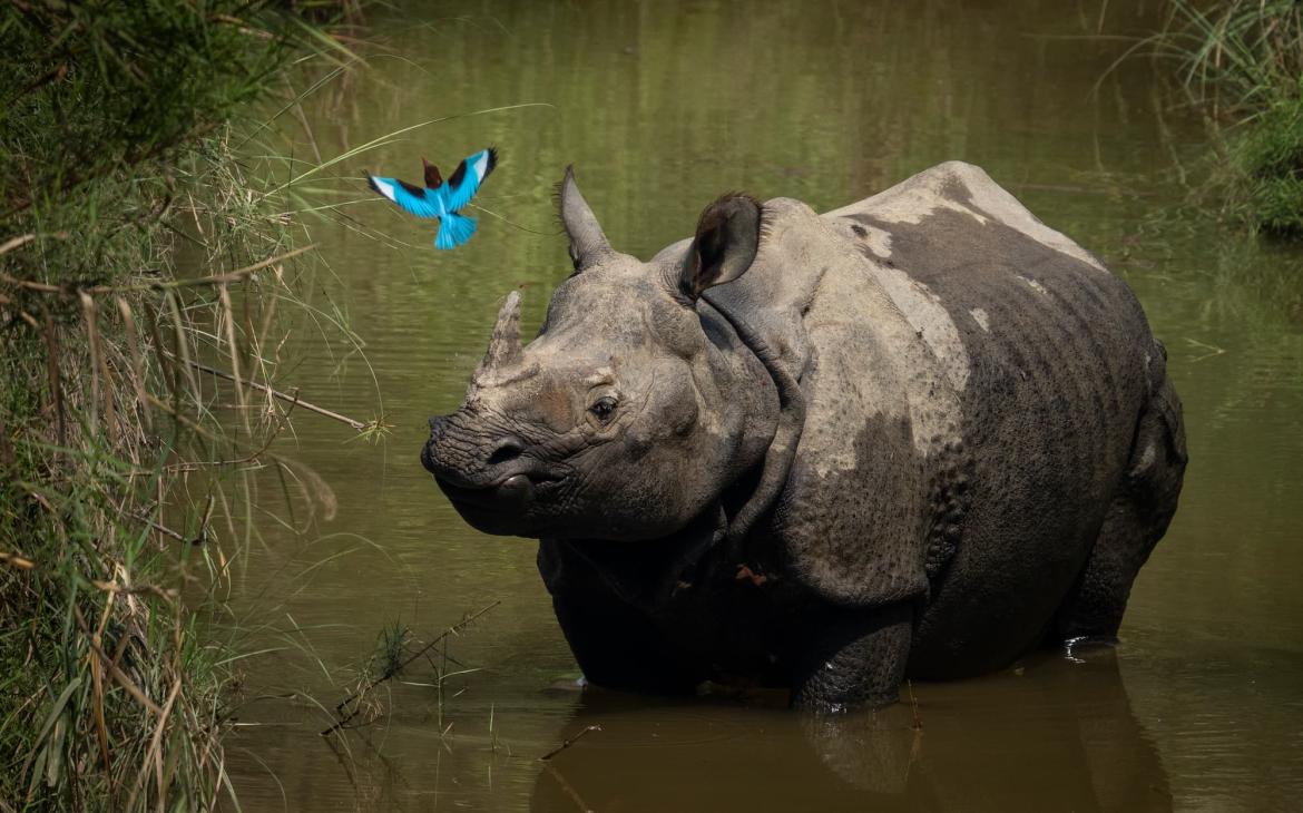 Rhinocéros unicorne (Rhinoceros unicornis) debout dans l'eau peu profonde regardant un martin-pêcheur à gorge blanche (Halcyon smyrnensis)